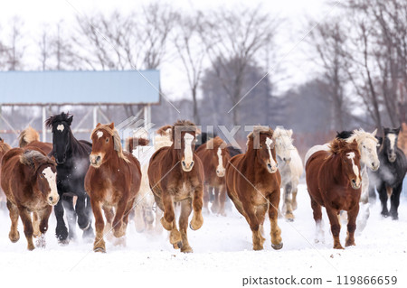 北海道音更町為緩解馬匹運動不足、防止懷孕馬難產而開展的「追馬運動」[1月] 119866659
