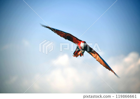 front view of flying scrlet macaw ubder shinny sky include work parh 119866661