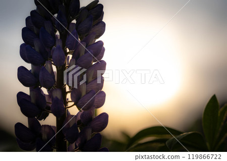 傍晚時分的羽扇豆花 119866722