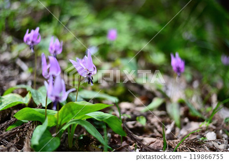 Dogtooth violets growing in the spring fields 119866755