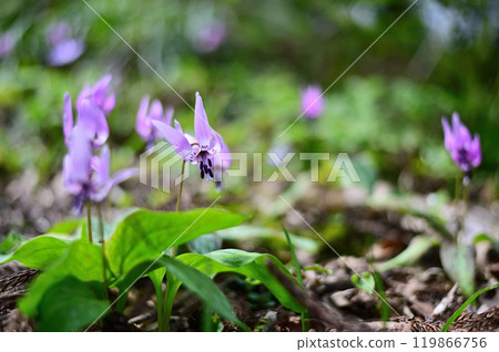 Dogtooth violets growing in the spring fields Dogtooth violets growing in the spring fields 119866756