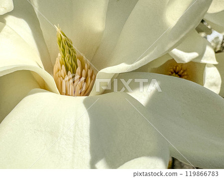 特寫信義~早春~ 特寫信義~早春~ 119866783