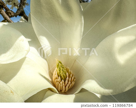 特寫信義~早春~ 特寫信義~早春~ 119866784