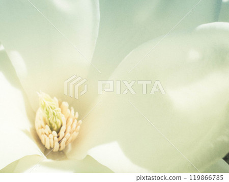 特寫信義～早春～ 119866785