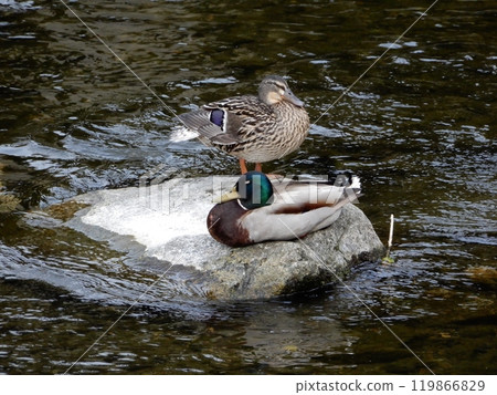 Mallard 119866829