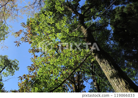 初秋山脈 119866833