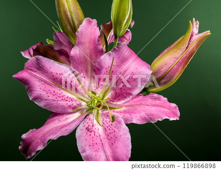 Pink Oriental lily Josephine on a green background Pink Oriental lily Josephine on a green background 119866898