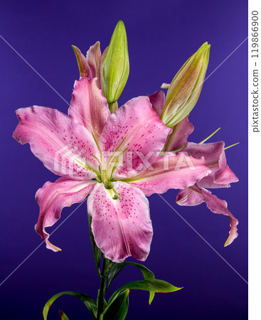 Pink Oriental lily Josephine on a purple background 119866900