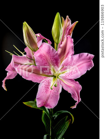 Pink Oriental lily Josephine on a black background Pink Oriental lily Josephine on a black background 119866903