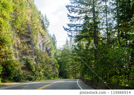 Cultus lake park road lined with pine trees in Chilliwack, Fraser Valley, BC, Canada Cultus lake park road lined with pine trees in Chilliwack, Fraser Valley, BC, Canada 119866914
