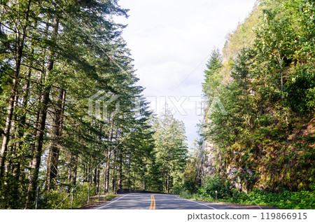 Cultus lake park road lined with pine trees in Chilliwack, Fraser Valley, BC, Canada 119866915