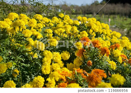 colorful marigolds 119866956
