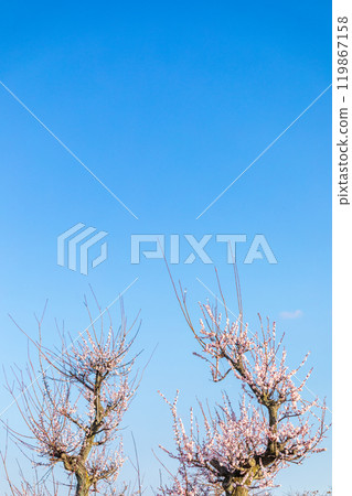 "Saitama Prefecture" Blue sky and plum blossoms, Minuma rice field 119867158