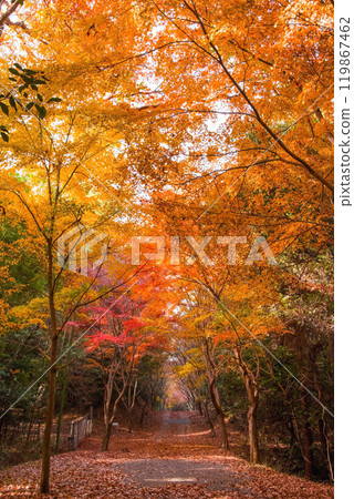紅葉中的散步道《三重縣四日市志鄉堺地區的秋路》 119867462