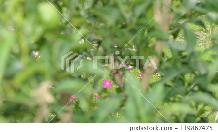 Autumn cosmos growing between the branches of a sudachi tree Autumn cosmos growing between the branches of a sudachi tree 119867475