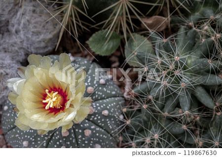 Yellow flower of Astrophytum asterias (Kabuto cactus) and Mammillaria longimamma, Mammillaria Plumosa in cactus garden. Yellow flower of Astrophytum asterias (Kabuto cactus) and Mammillaria longimamma, Mammillaria Plumosa in cactus garden. 119867630