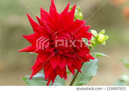 Dahlia 119867653