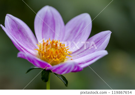Dahlia 119867654