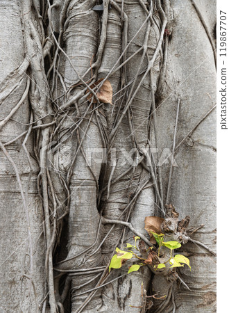 Many roots branched together is on around the tree trunk and The green-leaved bodhi or peepal leaf is growing on Old tree. 119867707
