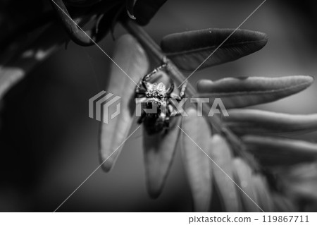 Monochrome World: Flycatcher Spider Monochrome World: Flycatcher Spider 119867711