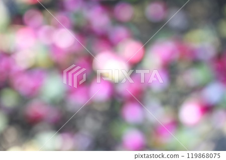 粉紅色的花朵秋天陽光失焦背景材料 粉紅色的花朵秋天陽光失焦背景材料 119868075