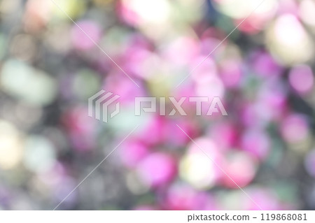 Pink flowers autumn sunlight through the trees out of focus background material Pink flowers autumn sunlight through the trees out of focus background material 119868081