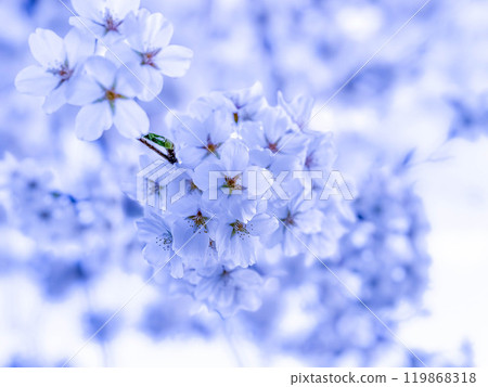 Blue Spring Blue Spring 119868318