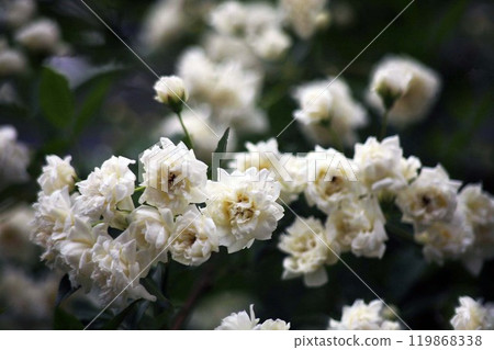 Mokko 玫瑰綻放的白色花朵 Mokko 玫瑰綻放的白色花朵 119868338