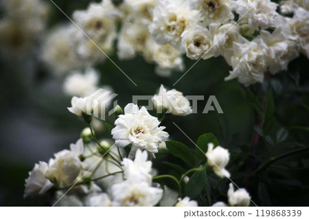 Mokko 玫瑰綻放的白色花朵 Mokko 玫瑰綻放的白色花朵 119868339