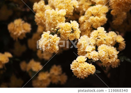 Mokko 玫瑰芬芳的黃色花朵 Mokko 玫瑰芬芳的黃色花朵 119868340