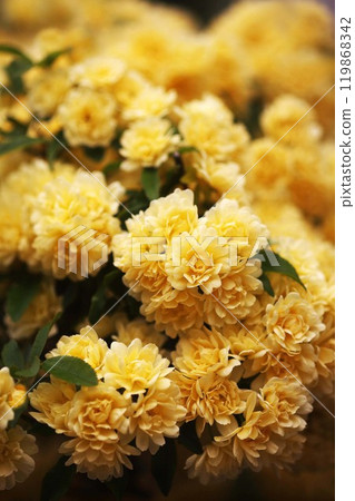 Mokko 玫瑰芬芳的黃色花朵 Mokko 玫瑰芬芳的黃色花朵 119868342
