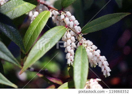 紫菜在岩石地區開花 紫菜在岩石地區開花 119868352