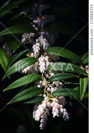 紫菜在岩石地區開花 紫菜在岩石地區開花 119868353