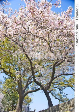 櫻花的風景 櫻花的風景 119868359