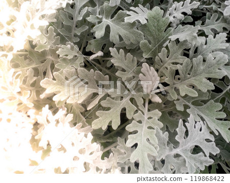 白菊花～銀葉～ 119868422