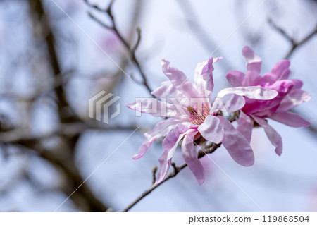 星花木蘭 119868504