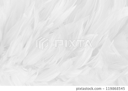 Beautiful white grey bird feathers pattern texture background. 119868545