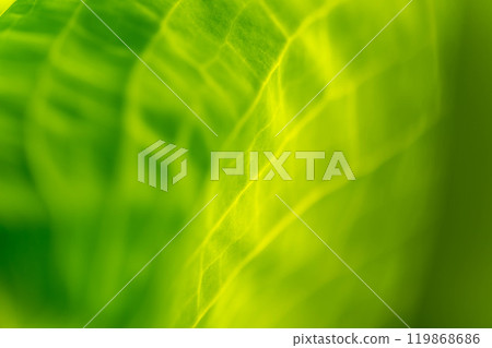 臭甘藍葉子在春光中閃閃發光 119868686