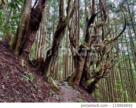 [Kumano Kodo] Yoshimura Family Homestead Windbreak Forest (Ohechi) 119868692