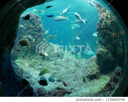 美麗的水族館 美麗的水族館 119868746