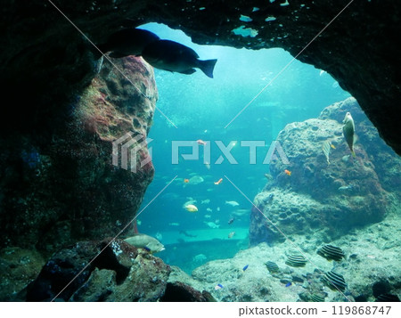 江之島水族館 119868747