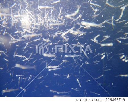 大群銀魚 大群銀魚 119868749
