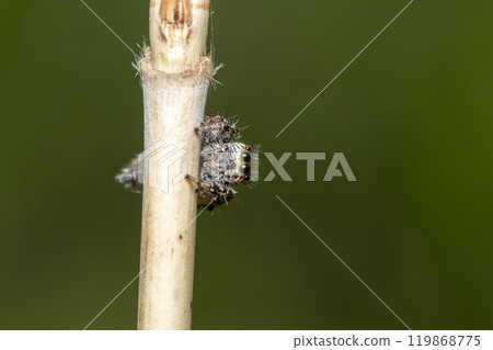 Necohaetri 119868775