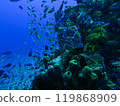 [Indonesia] Coral reefs and fish schools 119868909