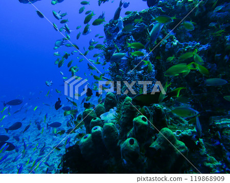 [Indonesia] Coral reefs and fish schools 119868909