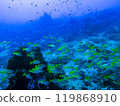 [Indonesia] Coral reefs and fish schools 119868910