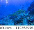 [Indonesia] Coral reefs and fish schools 119868956