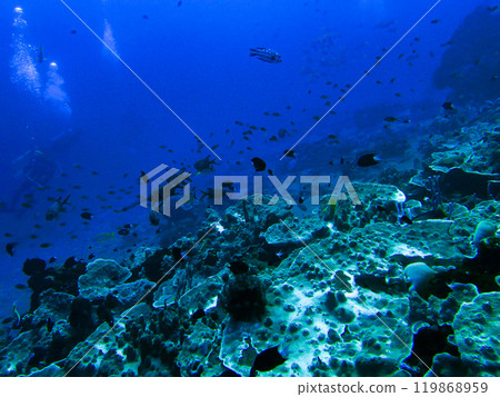 [Indonesia] Coral reef 119868959