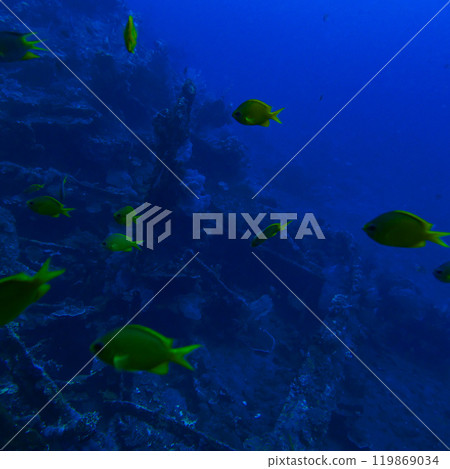 [Indonesia] Coral reefs, fish and sunken ships 119869034