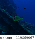 [Indonesia] Coral reefs and sunken ships 119869067